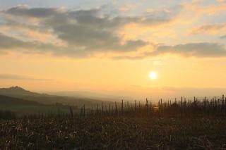 Wein und Speisen - Perfekte Kombinationen