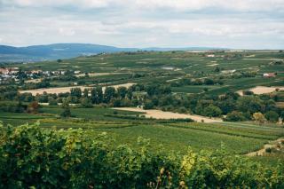 Mineralität im Wein und was man dabei wirklich schmeckt