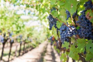Schwefelung im Wein: Schutz und Konservierung erklaert