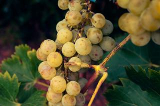 Rieslingtrauben am Stock kurz vor der Spaetlese im Herbst