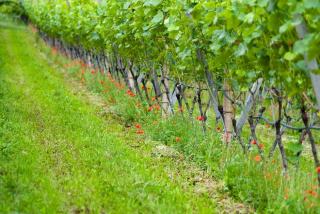 Terroir beim Wein: Boden, Klima und Lage erklaert